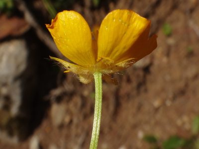 Ranunculus tuberosus, photographed by Christian Berg
