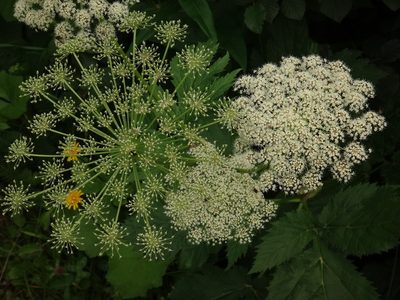 Peucedanum ostruthium, photographed by Christian Berg