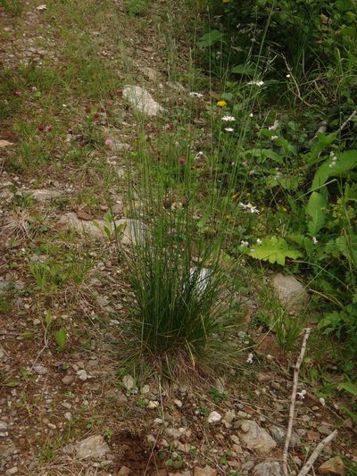 Festuca nigrescens, photographed by Christian Berg