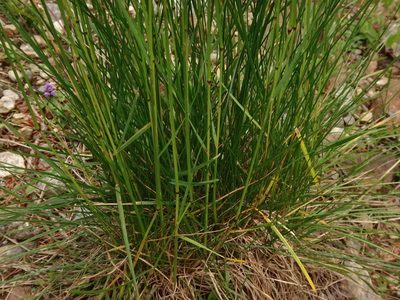 Festuca nigrescens, photographed by Christian Berg