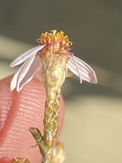 Phymaspermum appressum, photographed by Dave U