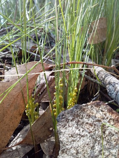Lomandra fibrata, photographed by insiderelic