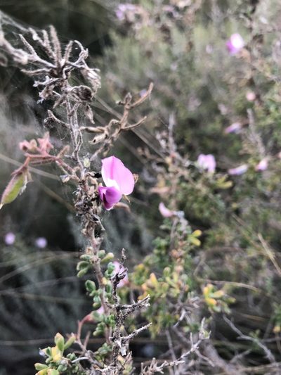 Ononis tridentata, photographed by Naturalista