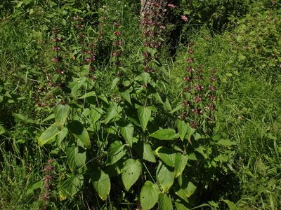 Stachys alpina, photographed by Christian Berg