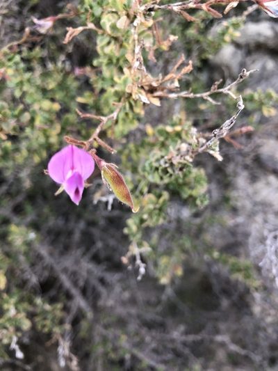 Ononis tridentata, photographed by Naturalista