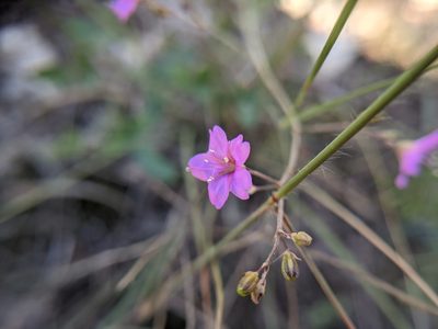 Boerhavia linearifolia, photographed by Cleveland Powell