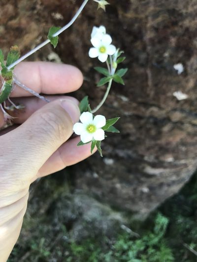 Viviania albiflora, photographed by Gabriel Laufer