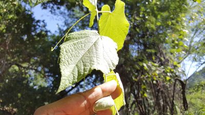 Vitis peninsularis, photographed by Lázaro Israel Rangel Castañeda