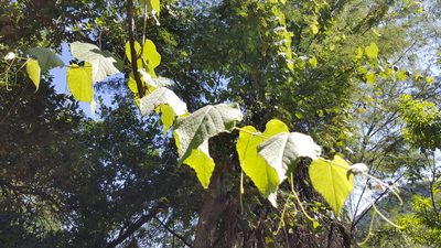 Vitis peninsularis, photographed by Lázaro Israel Rangel Castañeda