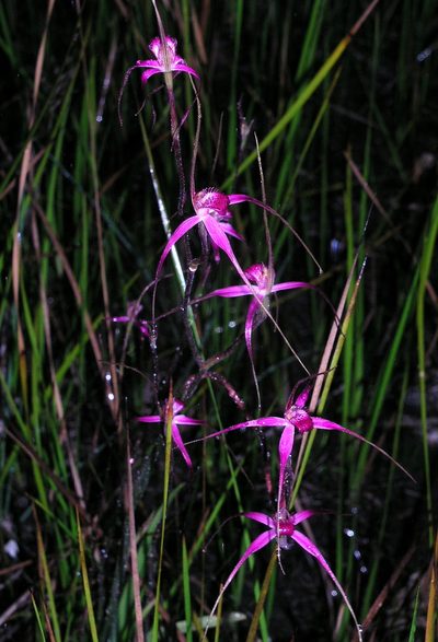 Caladenia harringtoniae, photographed by desertnaturalist