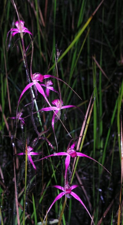 Caladenia harringtoniae, photographed by desertnaturalist