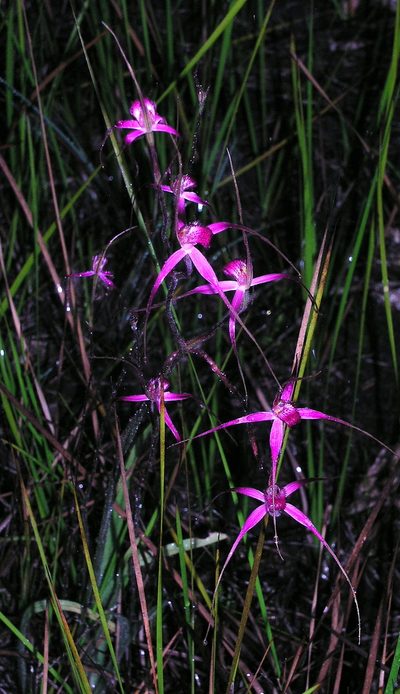 Caladenia harringtoniae, photographed by desertnaturalist