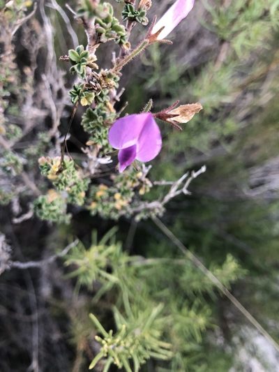 Ononis tridentata, photographed by Naturalista