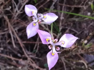Moraea algoensis, photographed by chrishorak
