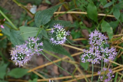 Allium stellatum, photographed by stlmark