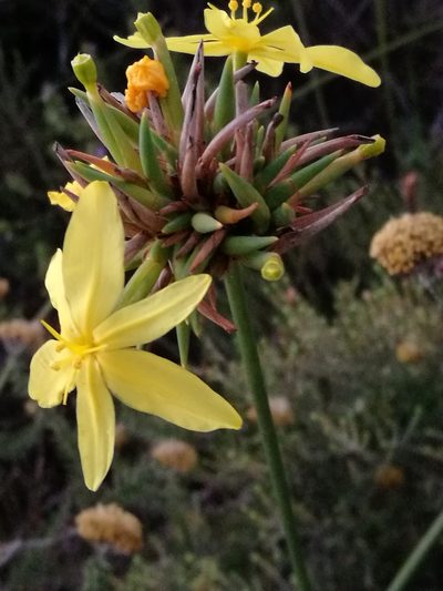 Bobartia orientalis, photographed by chrishorak