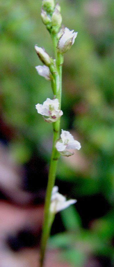 Prasophyllum hians, photographed by desertnaturalist