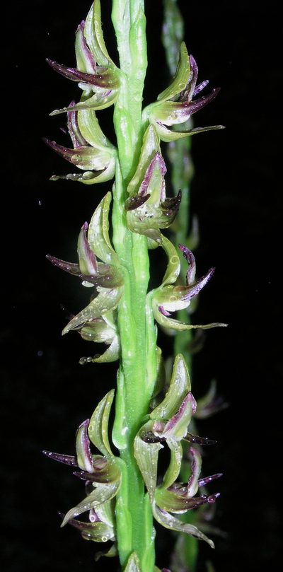 Prasophyllum regium, photographed by desertnaturalist