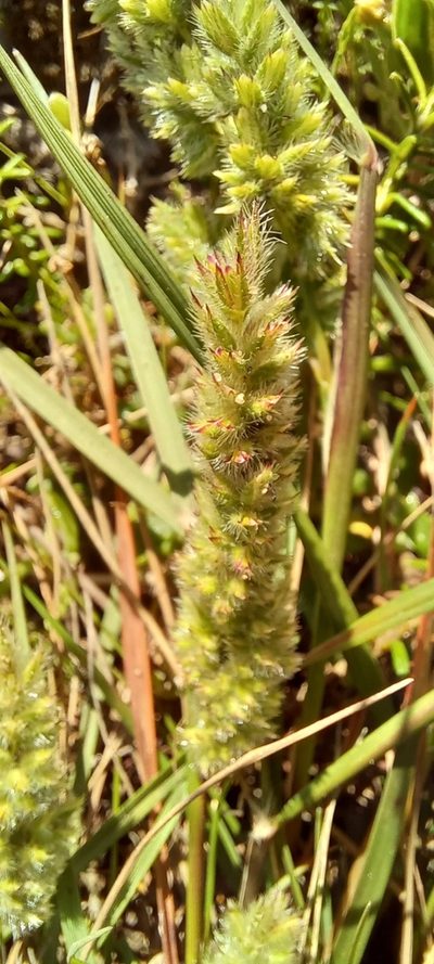 Tribolium hispidum, photographed by kevin koen