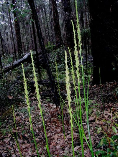 Prasophyllum regium, photographed by desertnaturalist