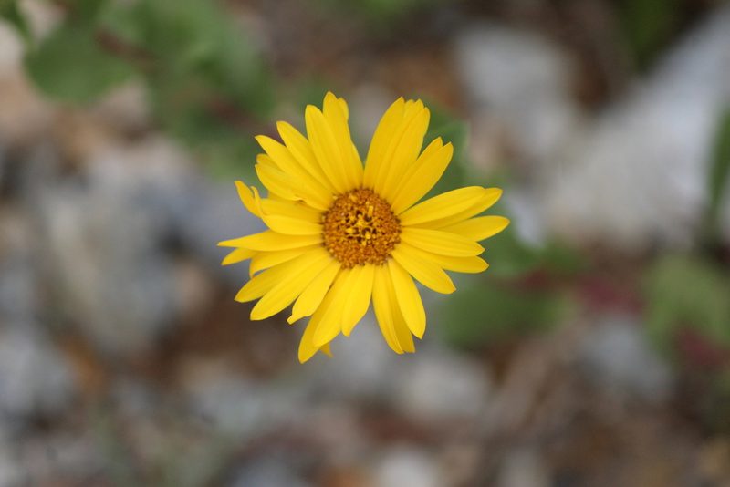Grindelia subdecurrens, photographed by José Belem Hernández Díaz