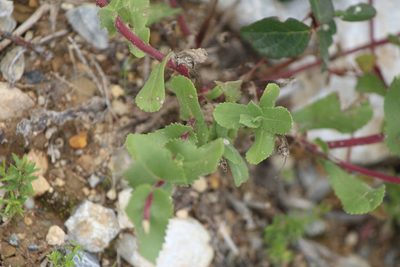 Grindelia subdecurrens, photographed by José Belem Hernández Díaz