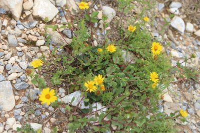 Grindelia subdecurrens, photographed by José Belem Hernández Díaz
