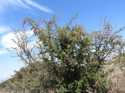 Condalia velutina, photographed by Oscar Alejandro Morales Juárez