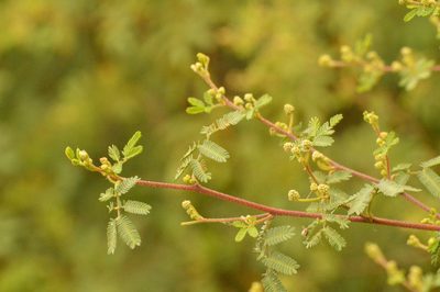 Mimosa bonplandii, photographed by Andrea Gantzer