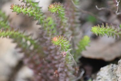 Sedum jurgensenii, photographed by José Belem Hernández Díaz