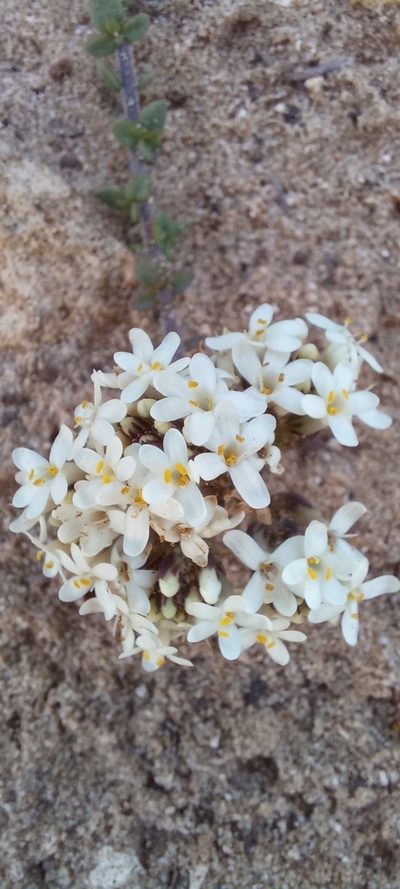 Selago setulosa, photographed by kevin koen