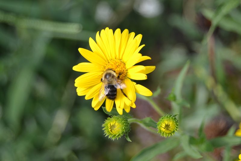 Heterotheca camporum, photographed by stlmark
