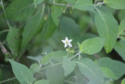 Solanum nigrescens, photographed by José Belem Hernández Díaz
