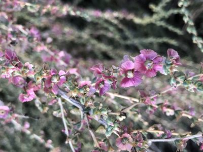 Salsola vermiculata, photographed by Naturalista