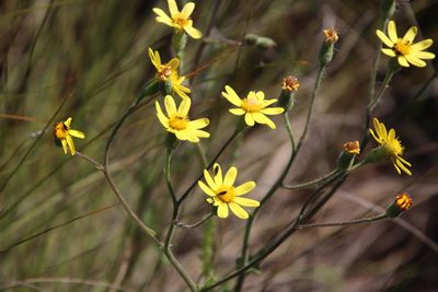 Senecio hastatus, photographed by Tony Rebelo