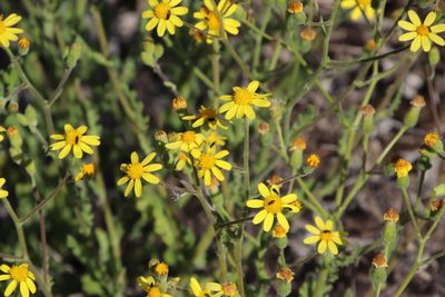 Senecio hastatus, photographed by Tony Rebelo