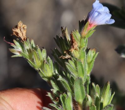 Lobostemon fruticosus, photographed by Tony Rebelo