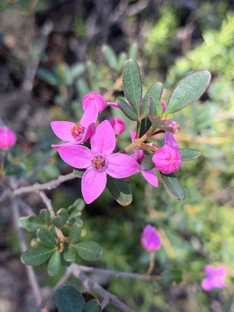 Boronia rubiginosa, photographed by Guy Taseski