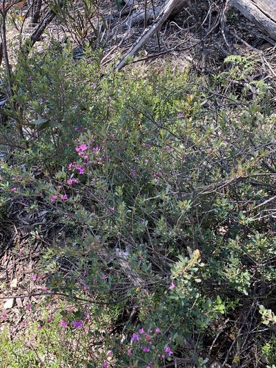 Boronia rubiginosa, photographed by Guy Taseski