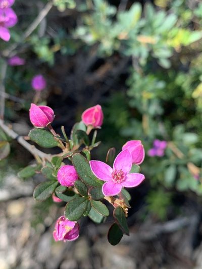 Boronia rubiginosa, photographed by Guy Taseski