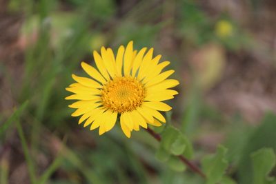 Grindelia subdecurrens, photographed by José Belem Hernández Díaz