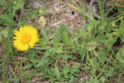 Grindelia subdecurrens, photographed by José Belem Hernández Díaz