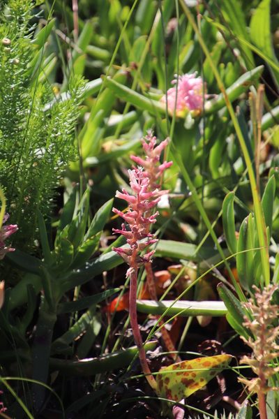 Lachenalia capensis, photographed by Tony Rebelo
