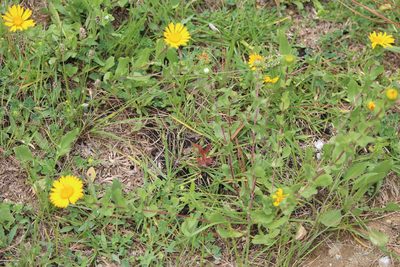 Grindelia subdecurrens, photographed by José Belem Hernández Díaz