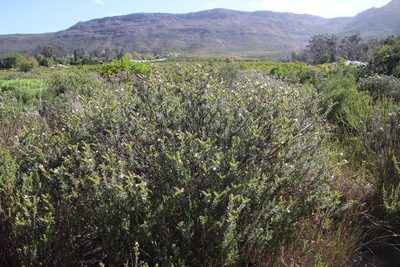 Lobostemon fruticosus, photographed by Tony Rebelo