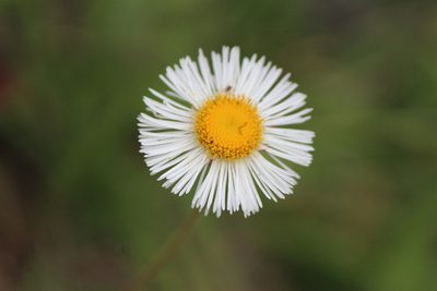 Erigeron longipes, photographed by José Belem Hernández Díaz