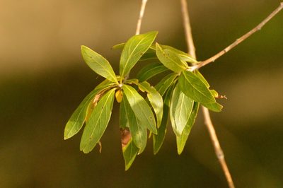 Terminalia australis, photographed by Andrea Gantzer