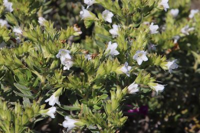 Lobostemon fruticosus, photographed by Tony Rebelo