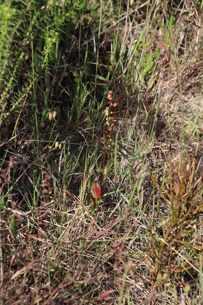 Rumex lativalvis, photographed by Tony Rebelo