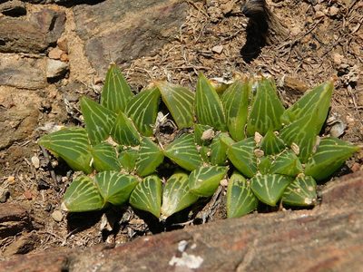 Haworthia mirabilis, photographed by Klaus Wehrlin